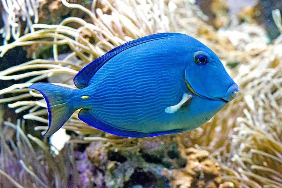 Blue tang
(Acanthurus coeruleus)
