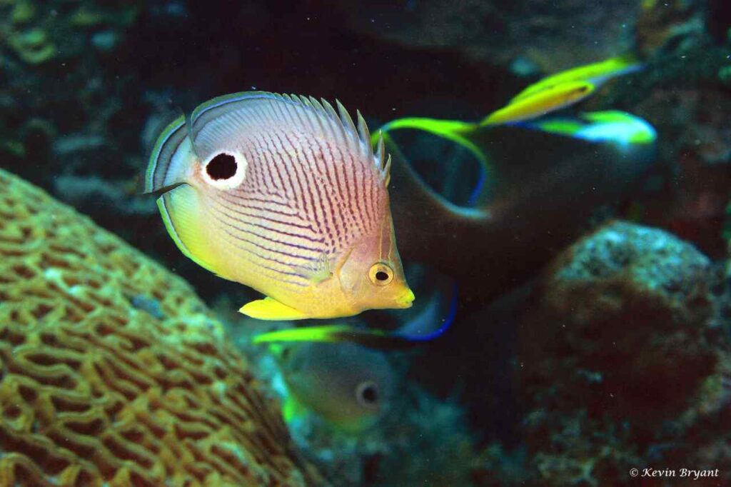 Foureye Butterflyfish
(Chaetodon capistratus)