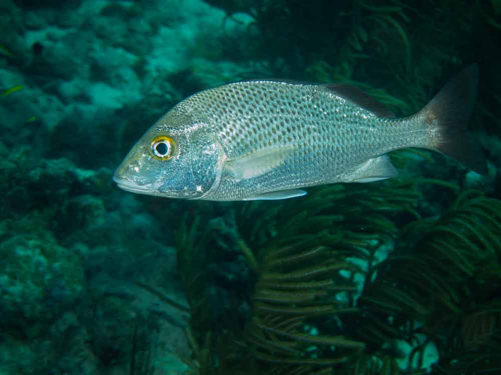 Sailors Choice
(Haemulon parra)