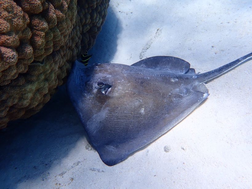 Southern Stingray
(Hypanus Americanus)