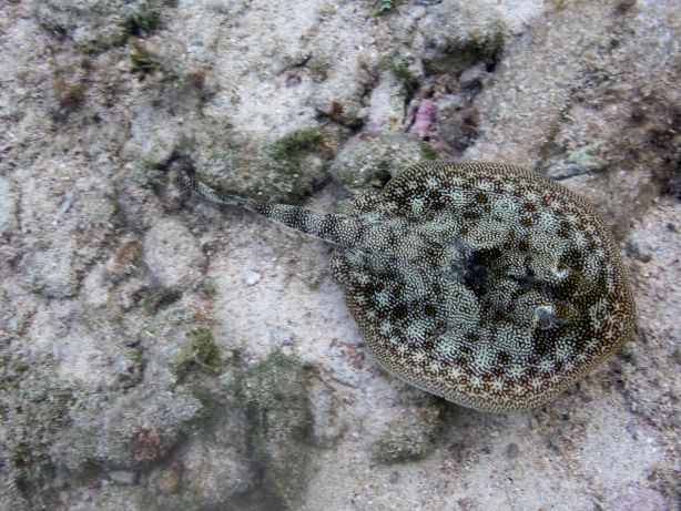 Yellow Stingray
(Urobatis jamaicensis)
