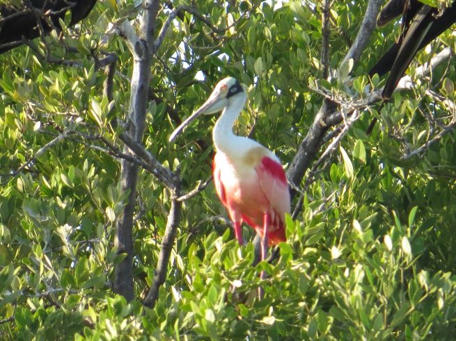 Roseate Spoonbill